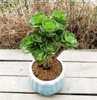 迷上養花，推薦養盆金錢木，株型優美酷似串串銅錢，