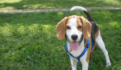 獵兔犬的外形特征有哪些？該如何挑選獵兔犬？