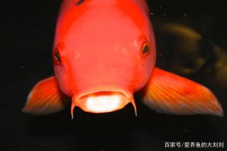 觀賞魚便秘？(原因、症狀、治療、預防)