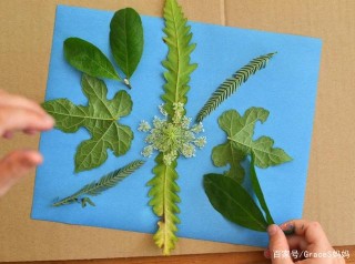 科學小實驗——樹葉藍曬畫