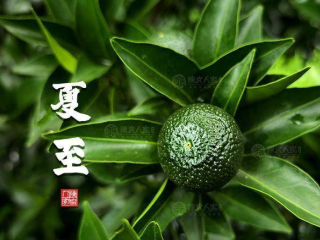 陳皮食譜：盛夏養生，清補當道，溫潤消暑_冬瓜_鴨湯_食材