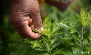老外到的疑惑：為什麼人老是“吃草”？是肉不香嗎？