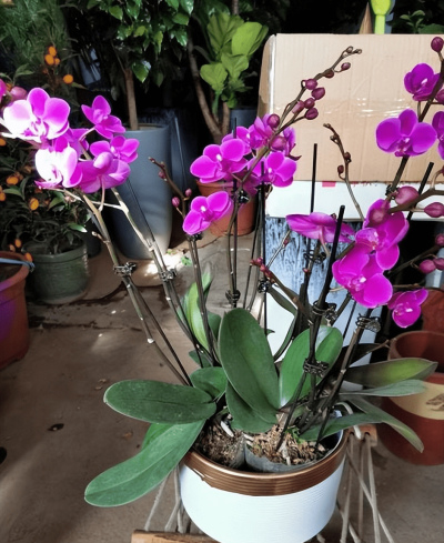 適合新手的蝴蝶蘭，花色鮮豔真喜慶，勤花豐花值得擁有