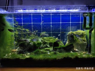 以下十種情況，觀賞魚都可能出現白便，誰說的一定就是腸炎呢？
