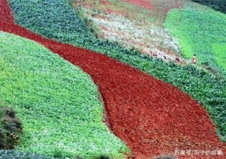 我是東川大洋芋——洋芋成了東川的文化符號