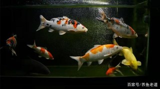為什麼說魚缸存有大量細微氣泡，可能造成觀賞魚的死亡？