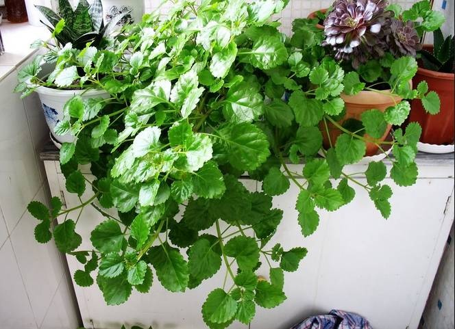 適合在潮濕衛生間養護的觀葉植物 凈化空氣 去異味效果好 小編的世界