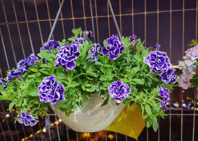 陽台垂吊盆栽花卉 藍染 花美似牡丹 漂亮又好養 四季有花看 小編的世界