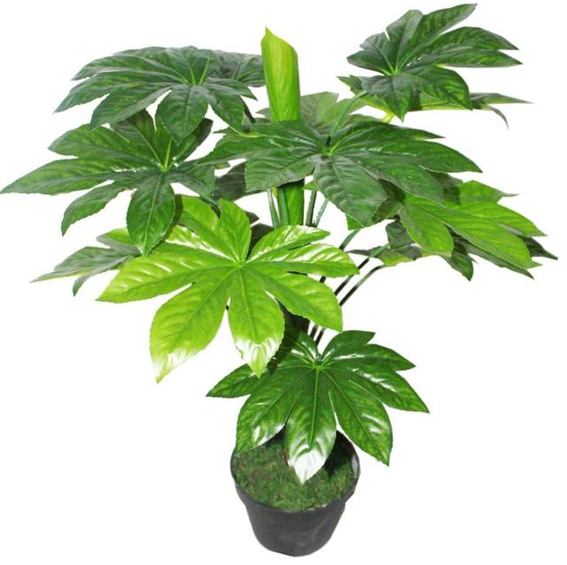 日本特有的植物 進入幾十年 具有 風水功效 常用做盆栽 小編的世界 日本特有的植物 進入幾十年 具有 風水功效 常用做盆栽 小編的世界
